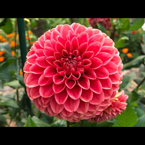 thrillhouse_9